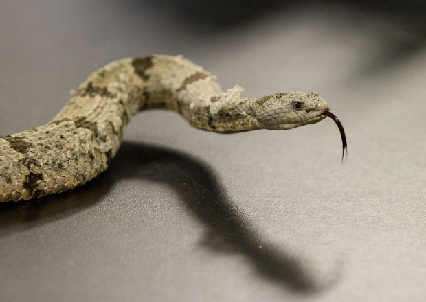 A reminder about some species of rattlesnake
